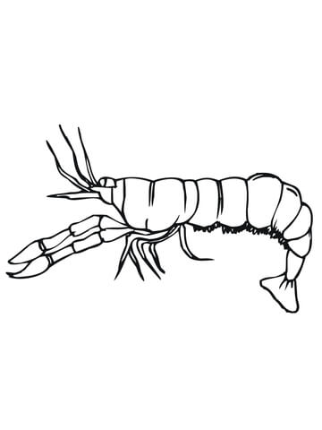 Crawfish Side View Coloring Page